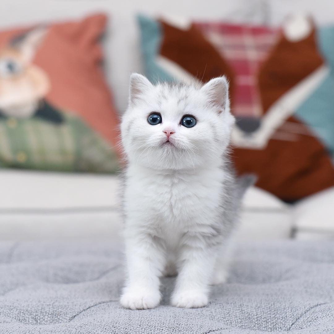 scottish fold kitten