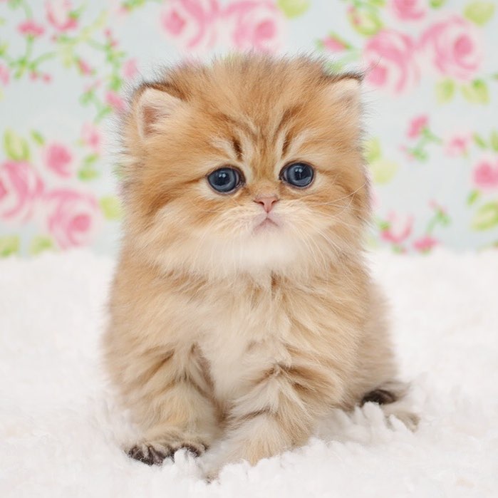 chichi-chinchillagoldenpersian