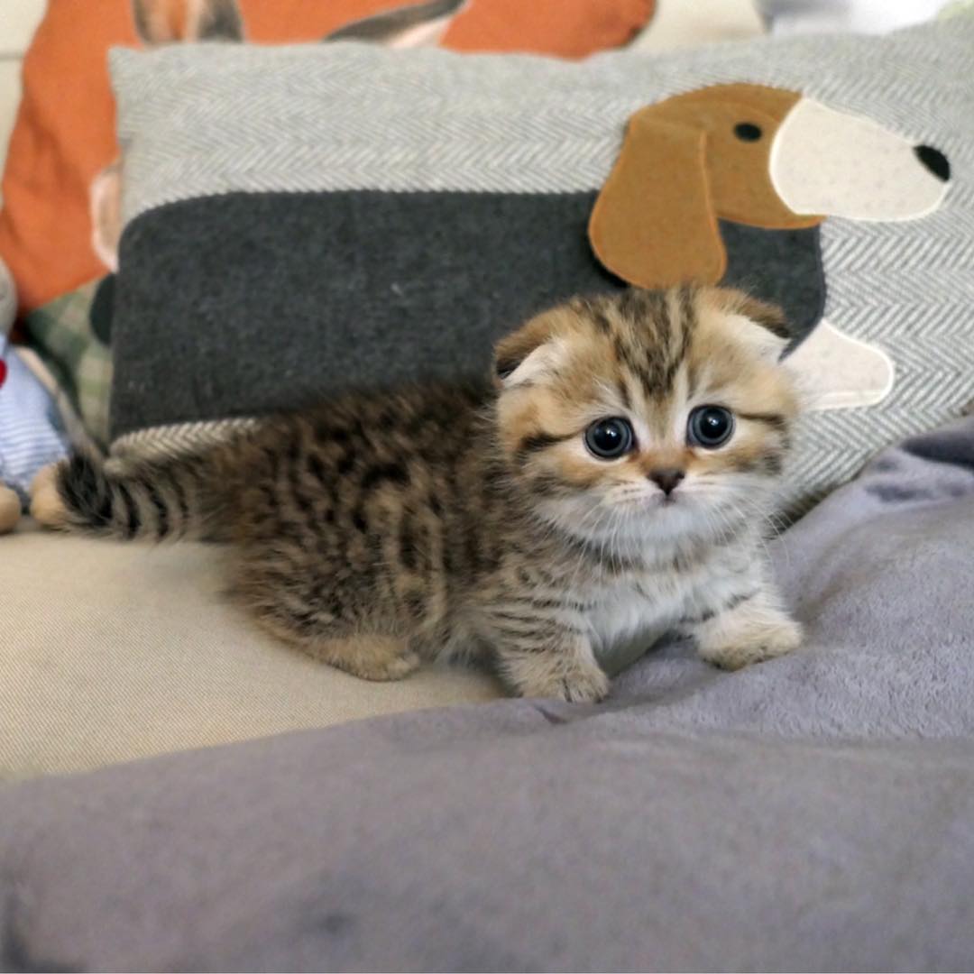 kiki4656