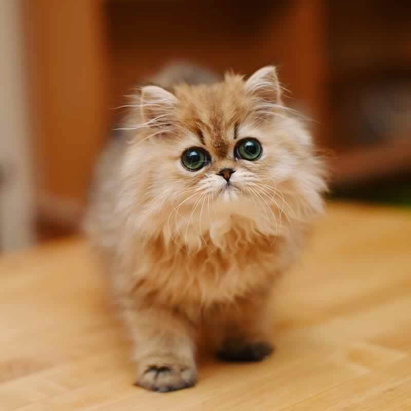prince